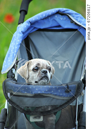犬 子犬 ベビーカー 67206817