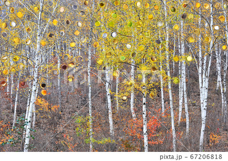 白樺 秋 67206818