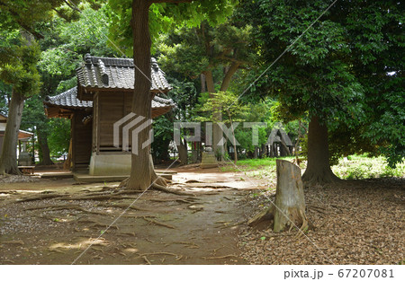 見沼田圃：蓮沼・菅原神社 67207081