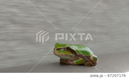 胸に手を当て静観する緑色の二ホンアマガエル 胸に手を当て静観する緑色の二ホンアマガエル 67207176
