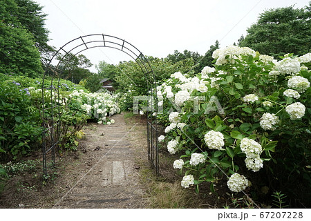 紫陽花の花 67207228