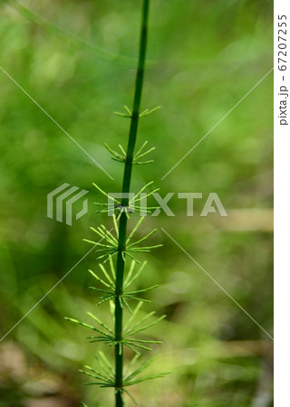 トクサ トクサ 67207255