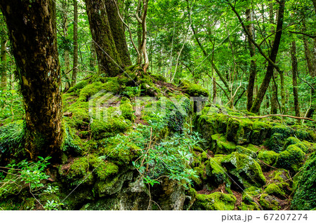 山梨県　富士山麓の青木ヶ原樹海 西湖こうもり穴周辺 67207274
