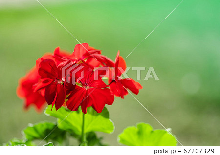 赤いゼラニウムの花 赤いゼラニウムの花 67207329