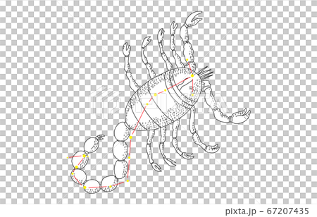 88星座影あり白さそり座 67207435
