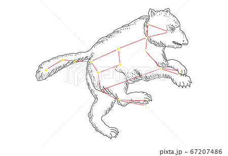 88星座影あり白おおぐま座 67207486