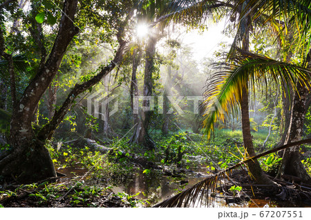 Jungle in Costa Rica Jungle in Costa Rica 67207551