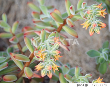 多肉植物 カネノナル木花が咲くの写真素材