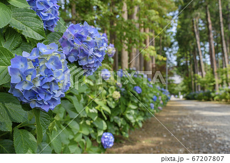 日本寺 青色のアジサイ 日本寺 青色のアジサイ 67207807