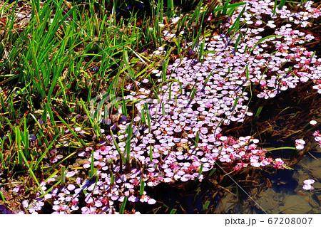 水辺の植物と散った桜の花びら 67208007