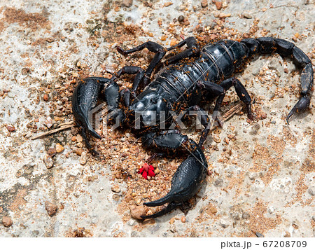 The dead black scorpion was on the ground with the - Stock Photo [67208709]  - PIXTA