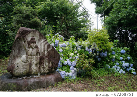 静神社　あじさい 67208751