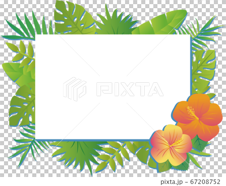 夏季植物鮮花自然框架複製空間矩形白 67208752