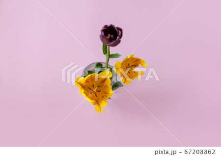 Tulip on pink background. View from above. Tulip on pink background. View from above. 67208862