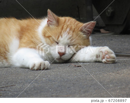 昼寝する猫 昼寝する猫 67208897