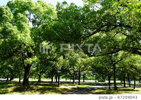 大阪市 花博記念公園鶴見緑地 新緑の樹々と大芝生広場 夏 の写真素材