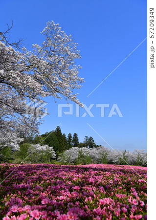 高城観音池公園のツツジ 高城観音池公園のツツジ 67209349