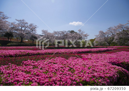 高城観音池公園のツツジ 高城観音池公園のツツジ 67209350