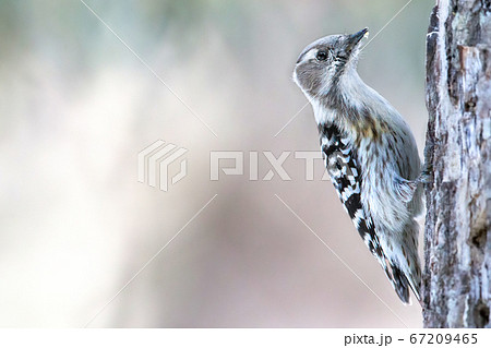 コゲラ 野鳥 Japanese Pygmy Woodpecker コゲラ 野鳥 Japanese Pygmy Woodpecker 67209465