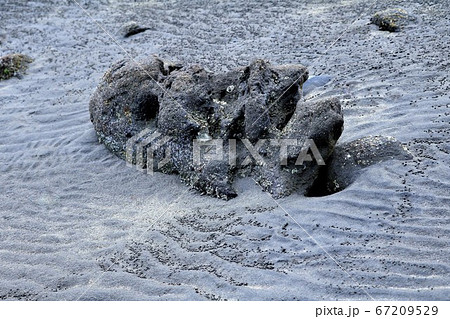 干潟の海で見つけた侵食された石 大分県糸ケ浜海岸の写真素材