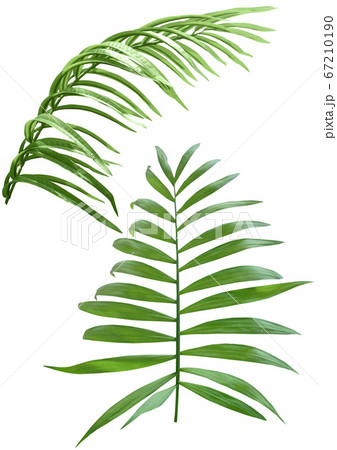 植物 熱帯植物 夏 67210190