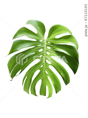 植物 熱帯植物 夏の写真素材