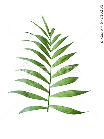 植物 熱帯植物 夏 67210201