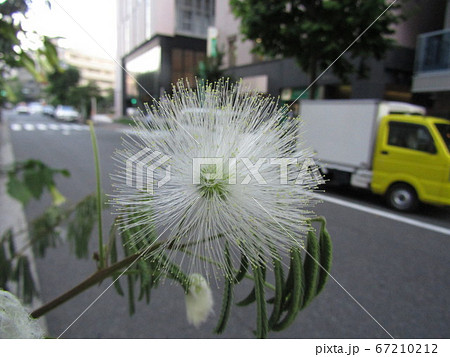 ネムノキの花 67210212