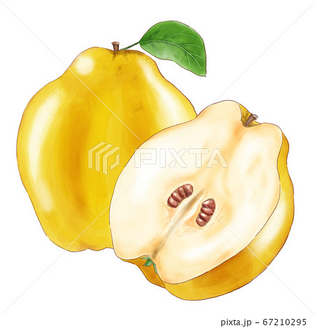 quince_watercolor quince_watercolor 67210295