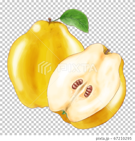 quince_watercolor quince_watercolor 67210295