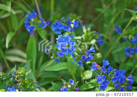 青いプルモナリアの花 67210357