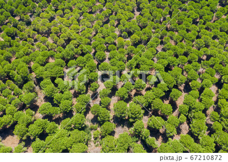Top view of green forest. Aerial view of trees. Top view of green forest. Aerial view of trees. 67210872