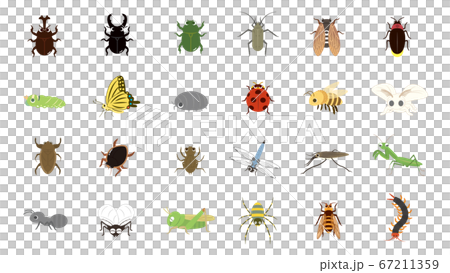 かわいい昆虫のイラストセット 67211359