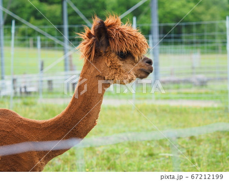 えこりん村 茶色のアルパカの写真素材