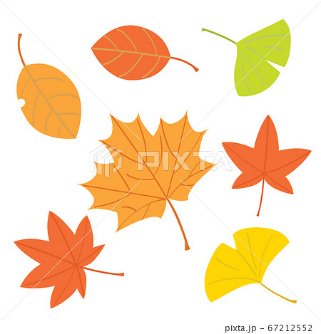가을 단풍과 단풍 나무와 은행 나무들 - 스톡일러스트 [67212552] - Pixta