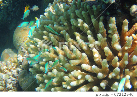 coral reef in egypt coral reef in egypt 67212946
