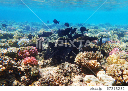coral reef in egypt coral reef in egypt 67213282
