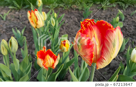 Beautiful bright colorful tulip close-up 67213647