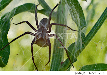 A dark spider weaved a web on the stalks of grass. A dark spider weaved a web on the stalks of grass. 67213703