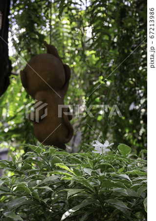 Beautiful green leaves plant in resort garden 67213986