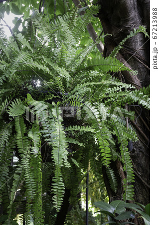 Beautiful green leaves plant in resort garden 67213988