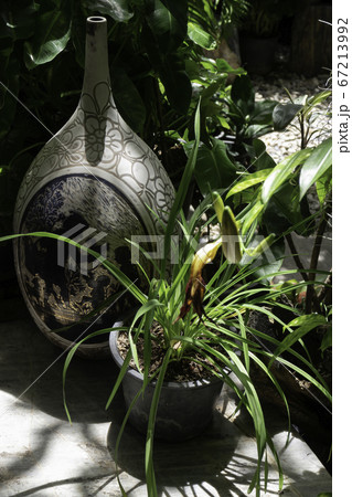 Beautiful green leaves plant in resort garden Beautiful green leaves plant in resort garden 67213992