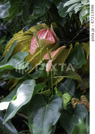 Beautiful green leaves plant in resort garden 67213996