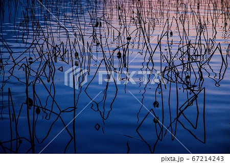 琵琶湖 夕焼け 蓮 枯葉 琵琶湖 夕焼け 蓮 枯葉 67214243