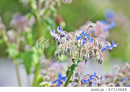 ボリジの花の写真素材