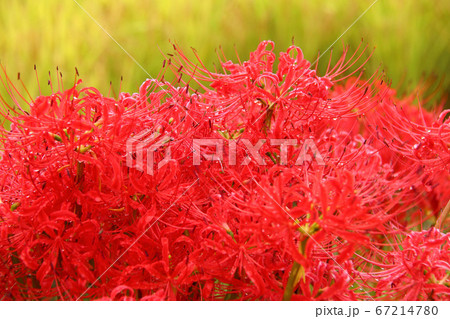 露の曼殊沙華 67214780