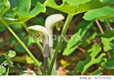 ムサシアブミの花 ムサシアブミの花 67214782