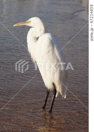 heron bird from egypt 67214859