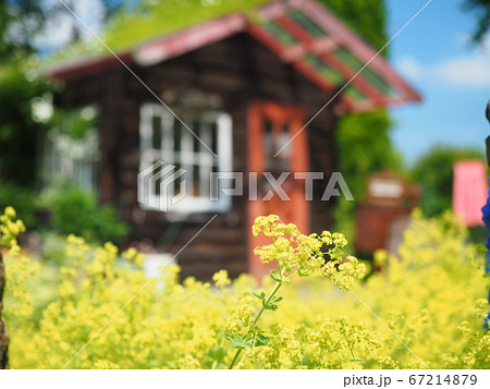 北海道の風景 えこりん村のローズガーデン 67214879