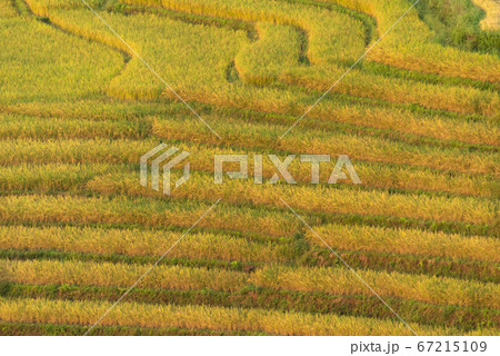 little hut in shade with rice paddy at pa-pong-peang rice terrace north Thailand. 67215109